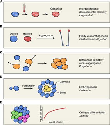 Editorial: Unicellular organisms as an evolutionary snapshot toward multicellularity